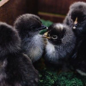 Meet your Posher, John